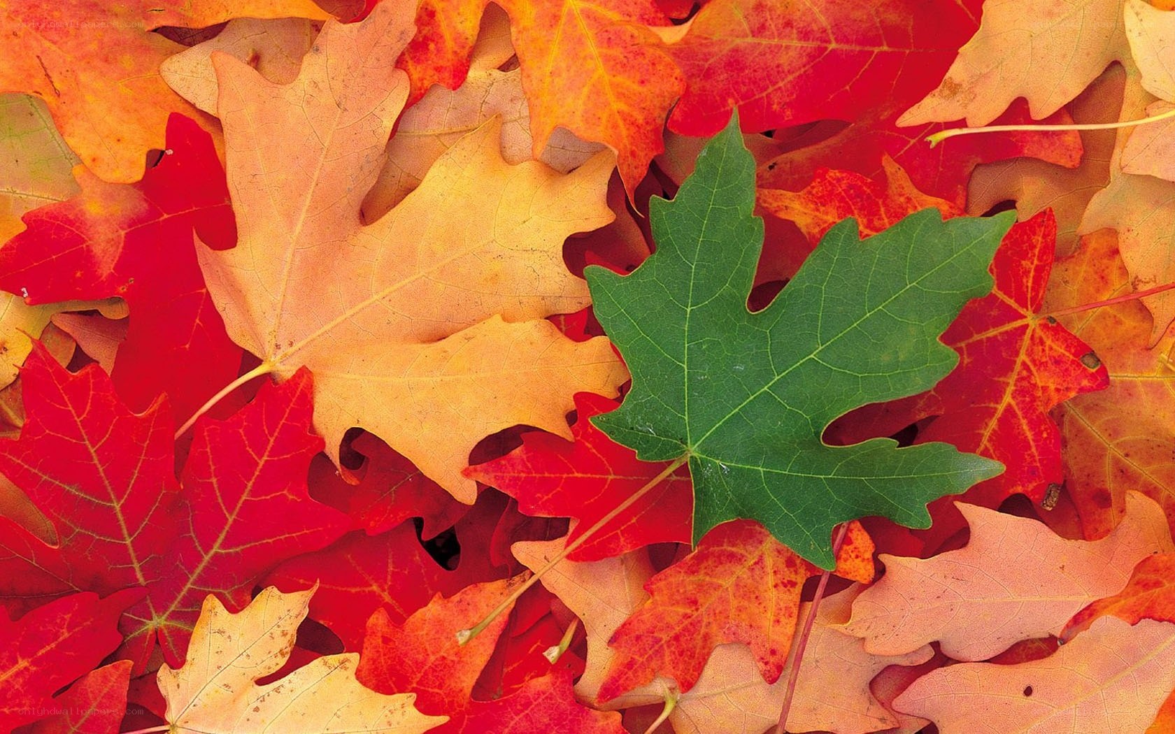 autumn leaves with green maple leaf