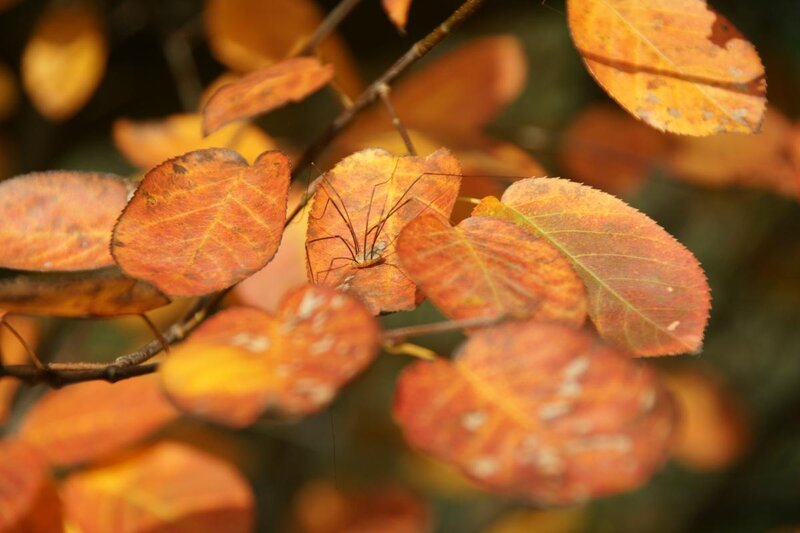 autumn leaves with harvestman