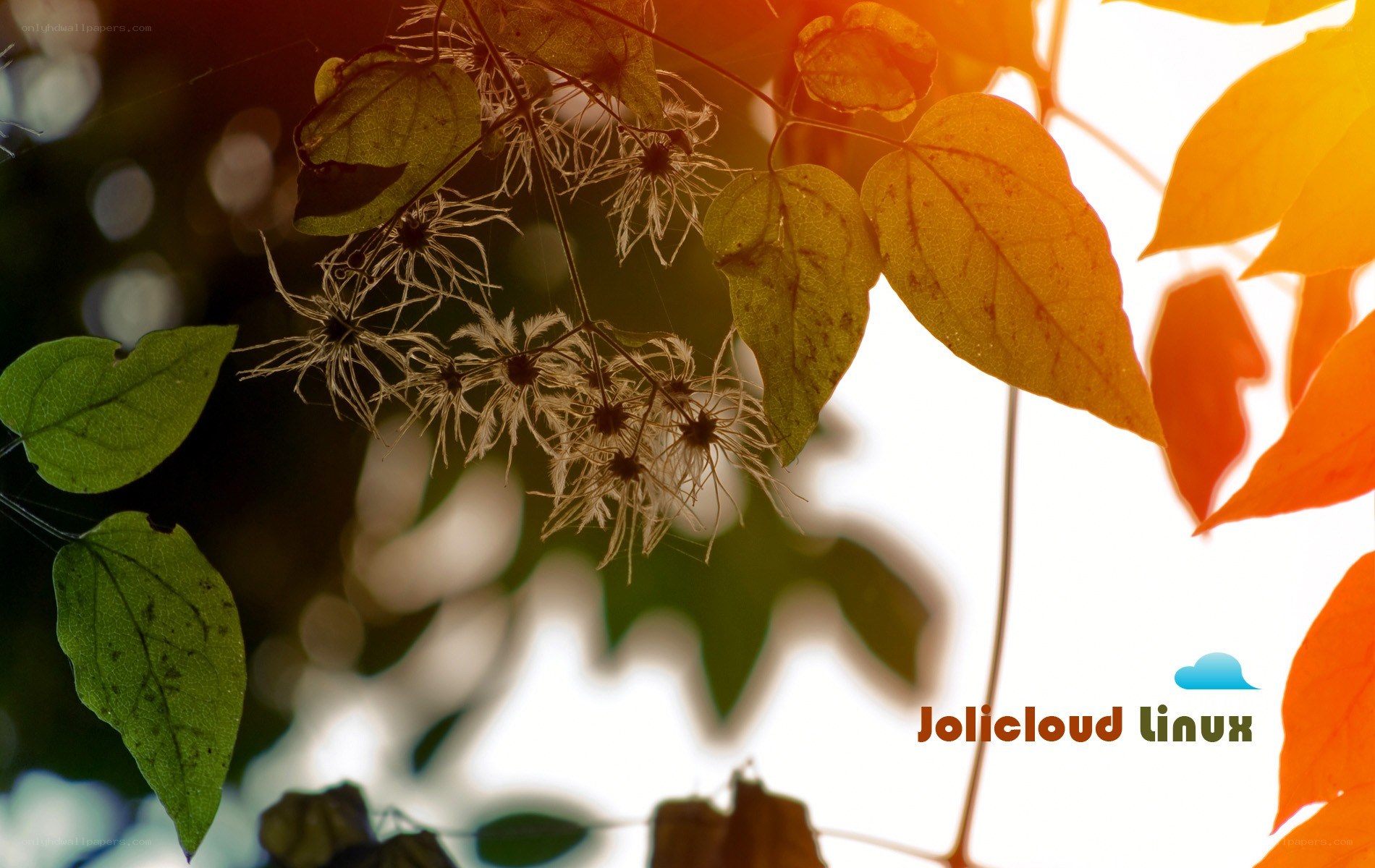 Autumn leaves with Jolicloud Linux