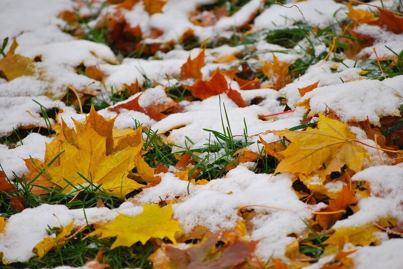 Autumn leaves with light snow