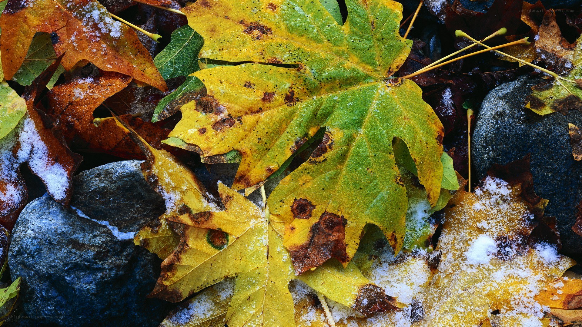 Autumn leaves with light snow
