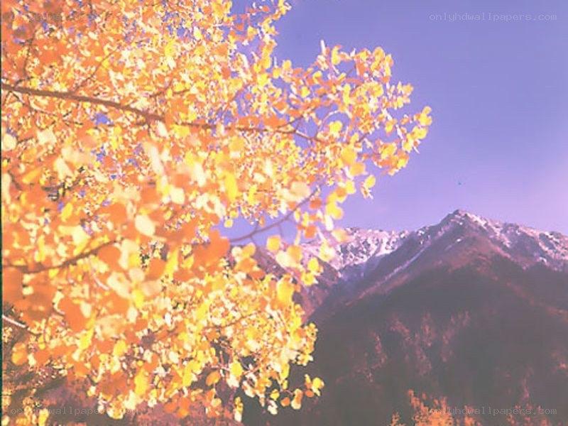 Autumn leaves with mountain backdrop