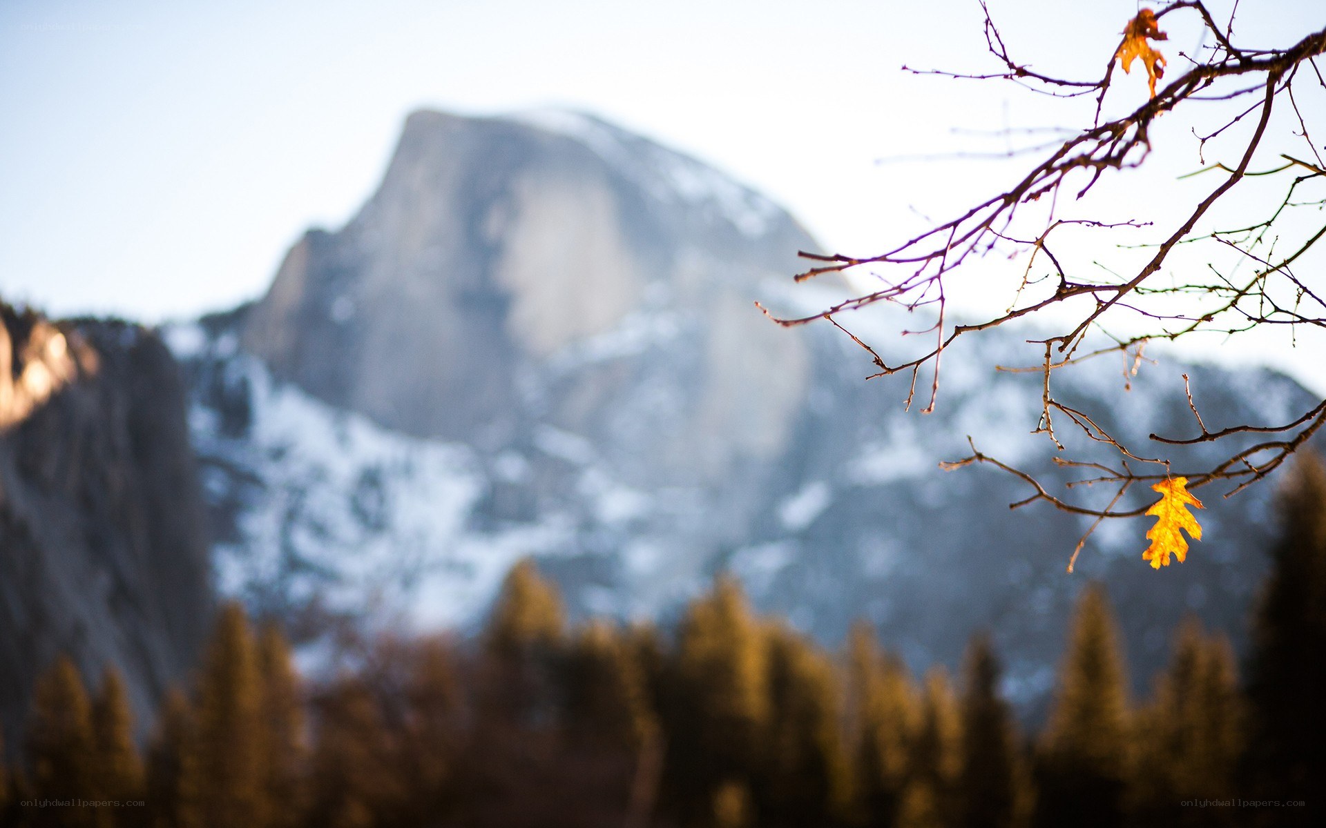 Autumn leaves with mountain view