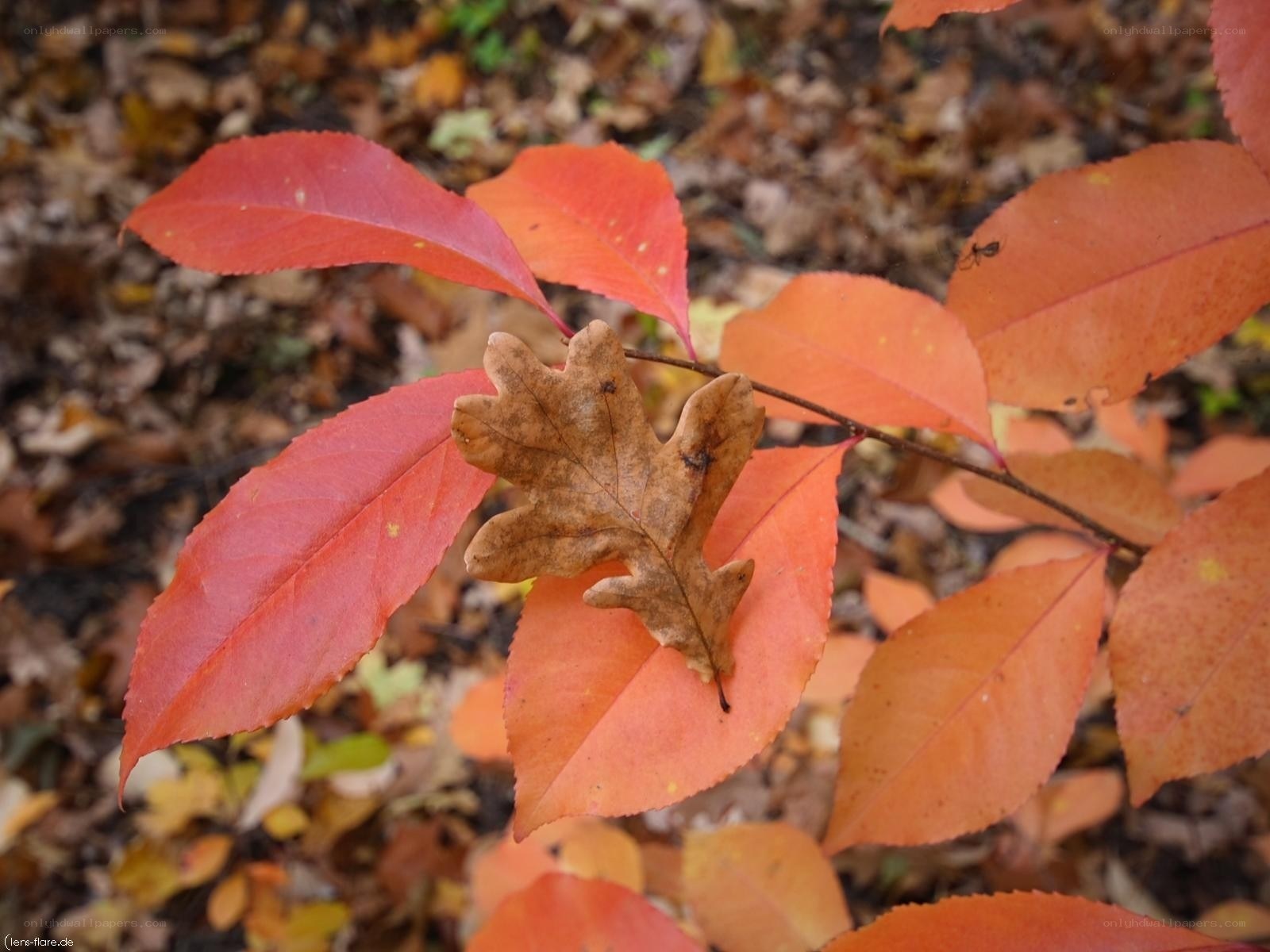Autumn leaves with oak leaf