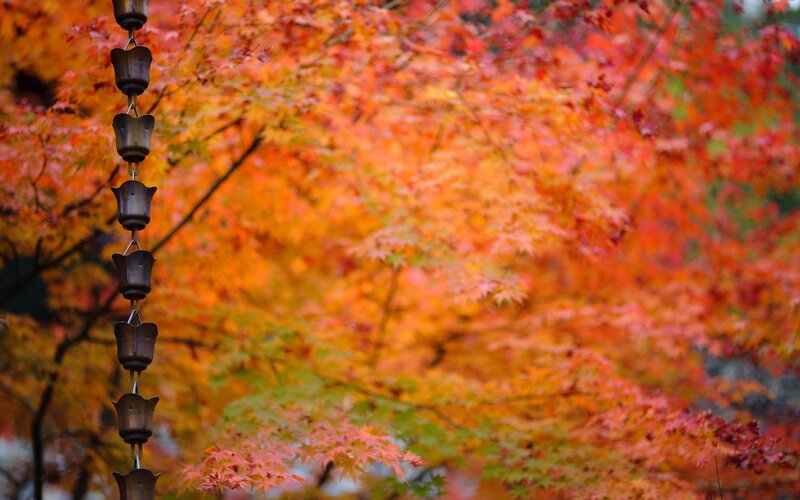 Autumn Leaves with Rain Chain — Red