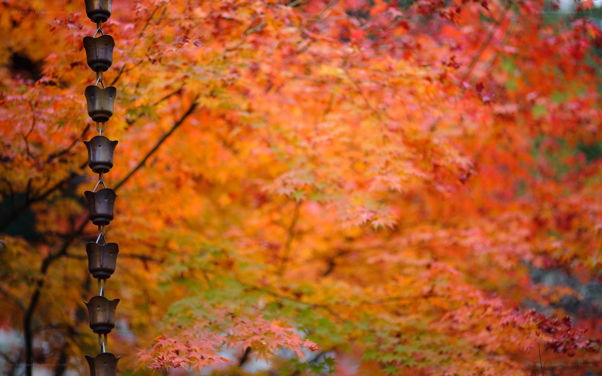 Autumn leaves with rain chain