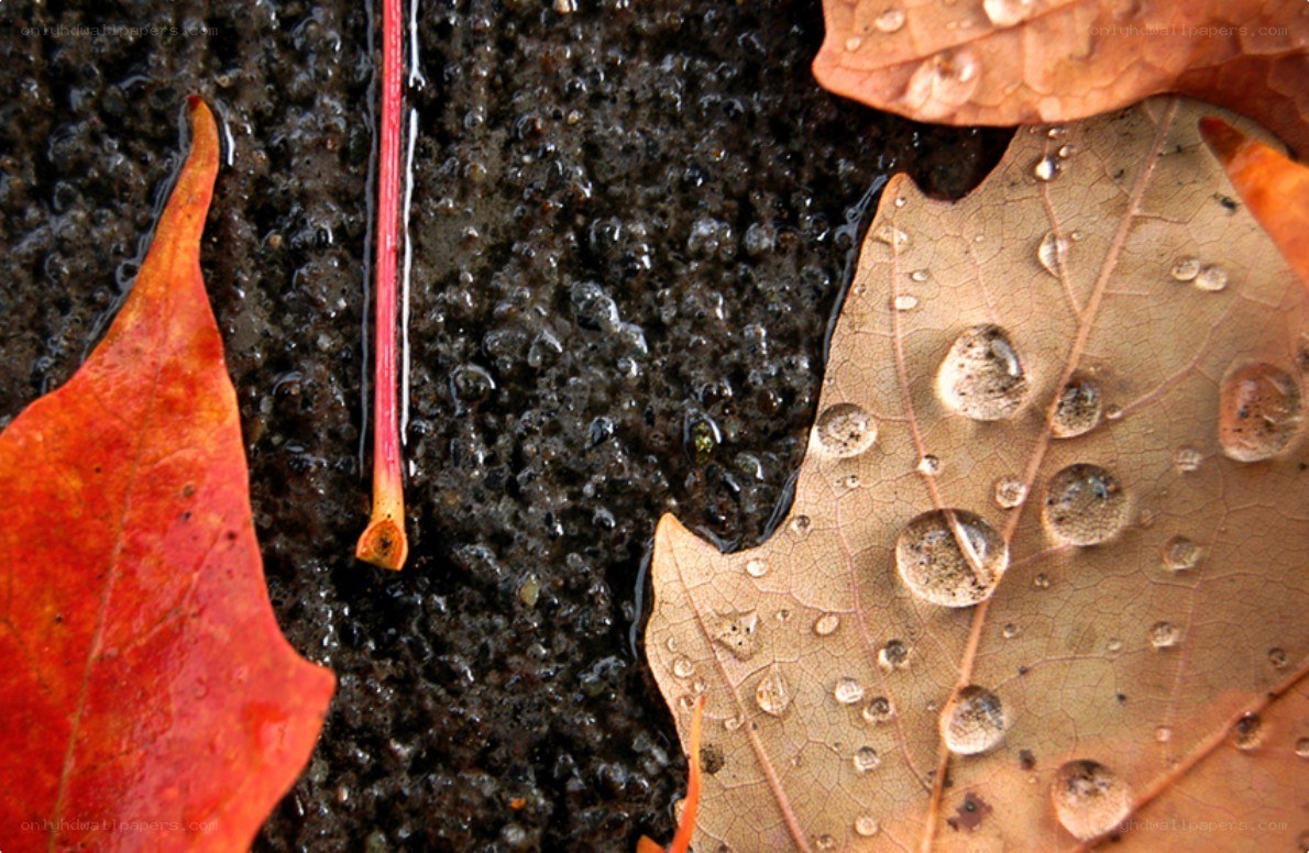 Autumn leaves with raindrops