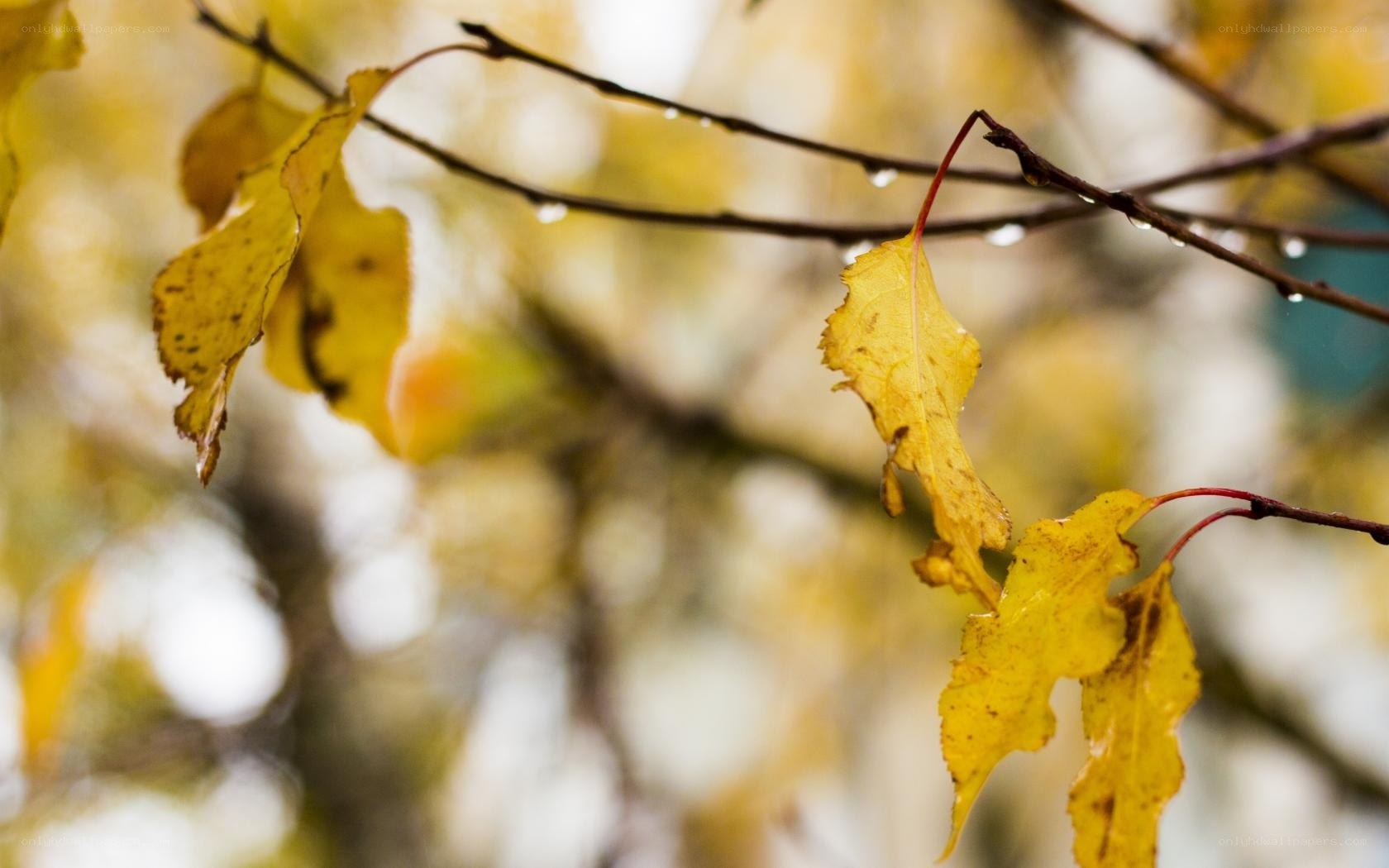 autumn leaves with raindrops