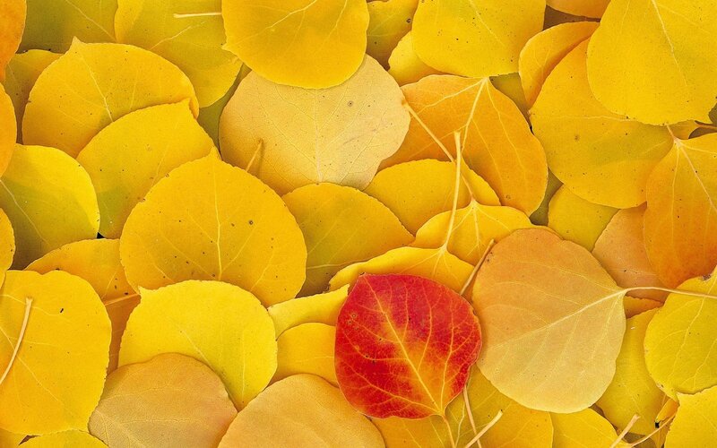 autumn leaves with red accent