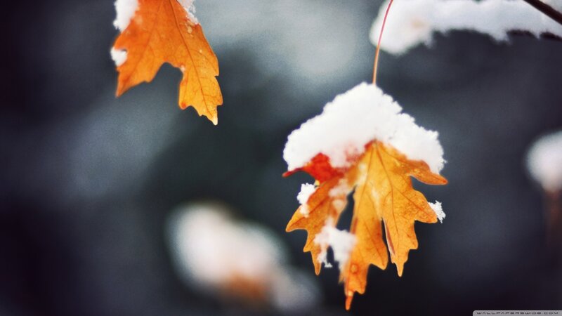 Autumn Leaves with Snow — Orange, Calm