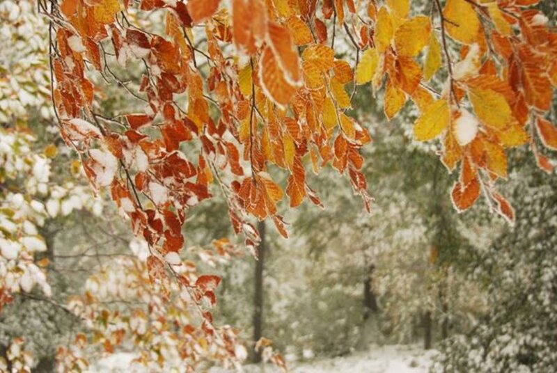 Autumn Leaves with Snow — Orange