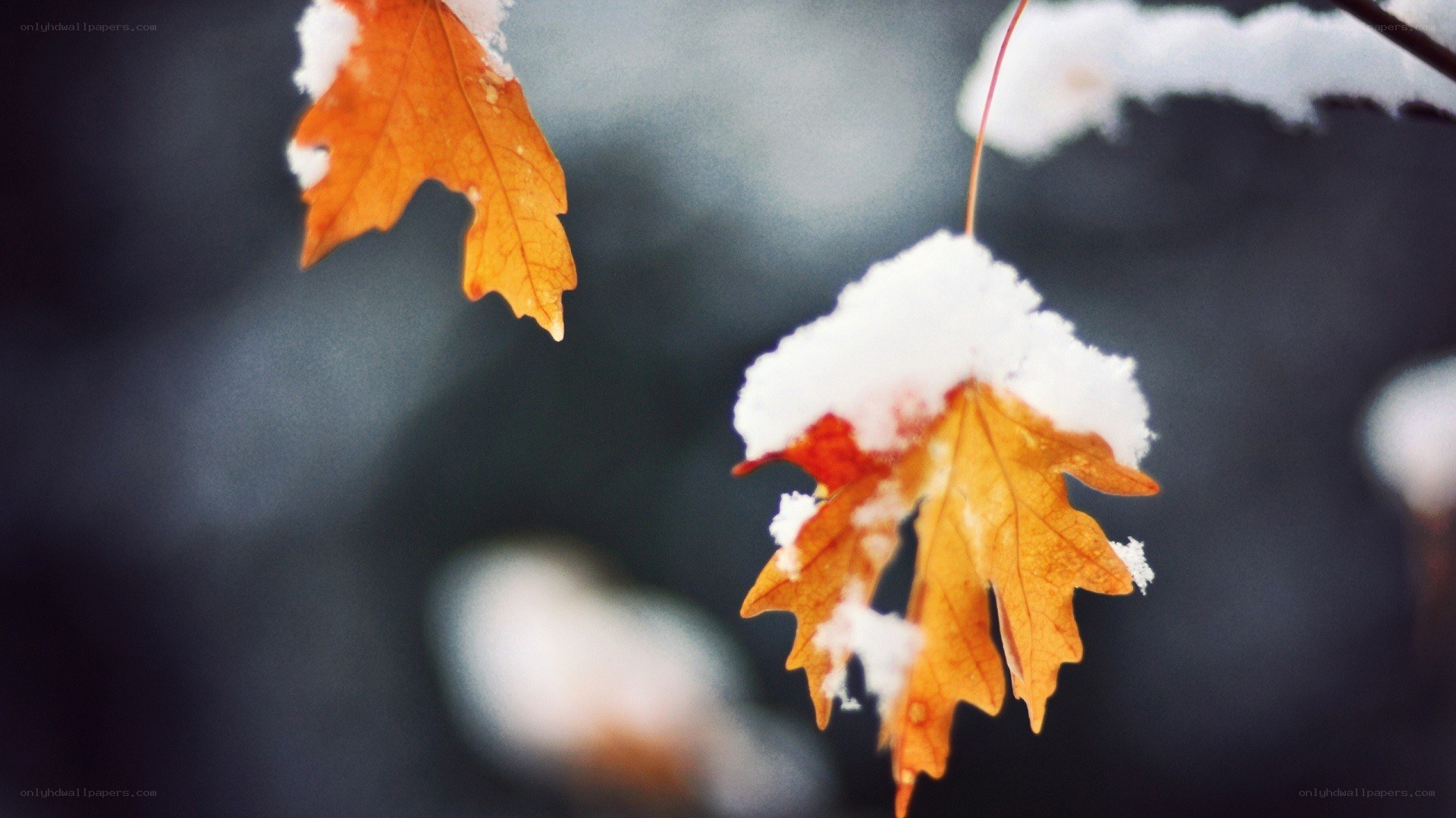 Autumn leaves with snow