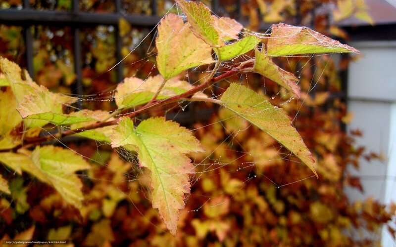 Autumn Leaves with Spiderwebs