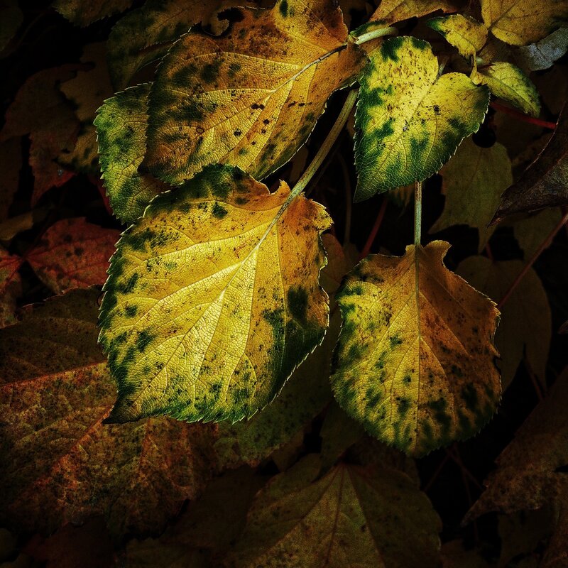 Autumn Leaves with Spots