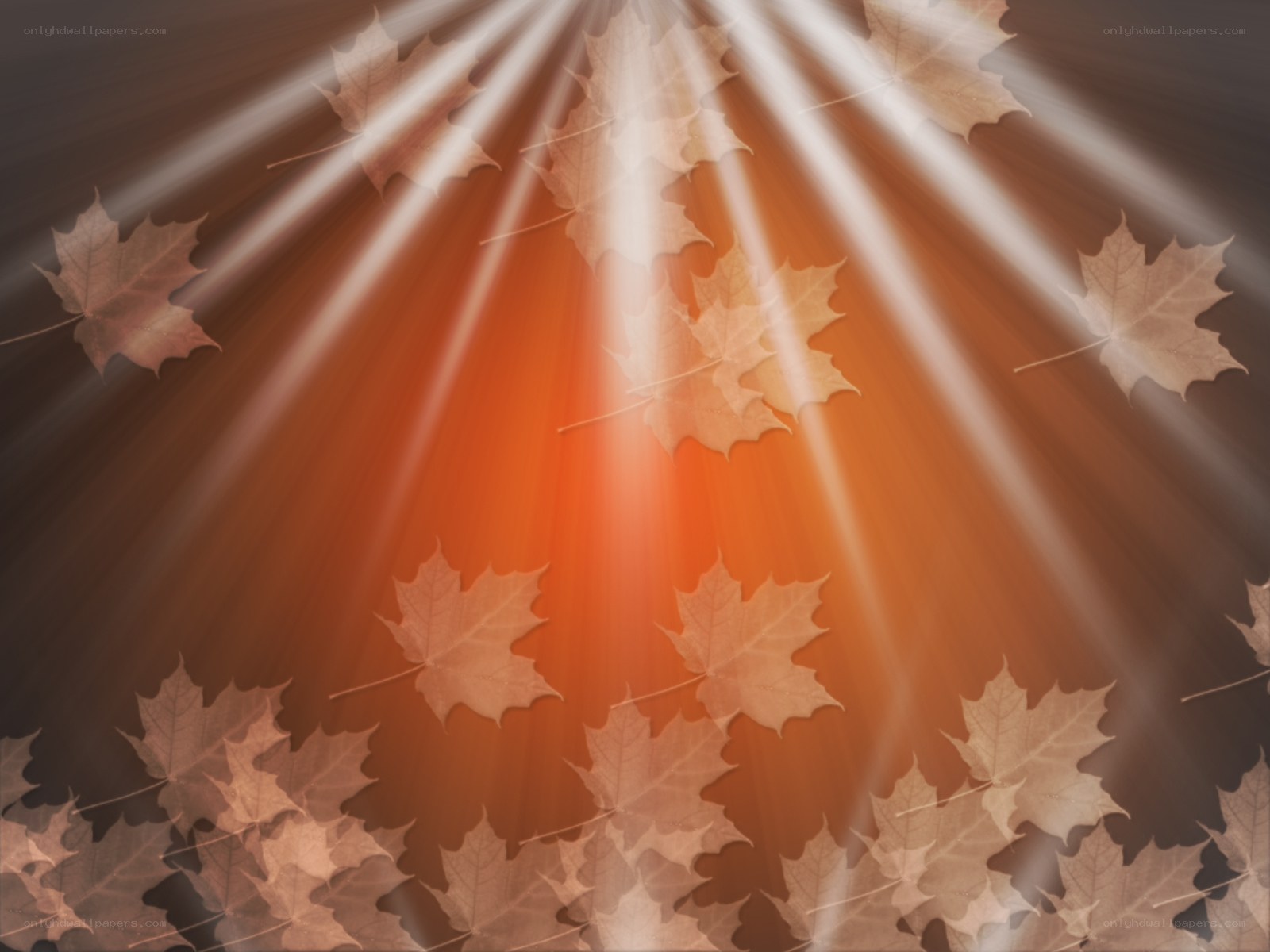 autumn leaves with sun rays