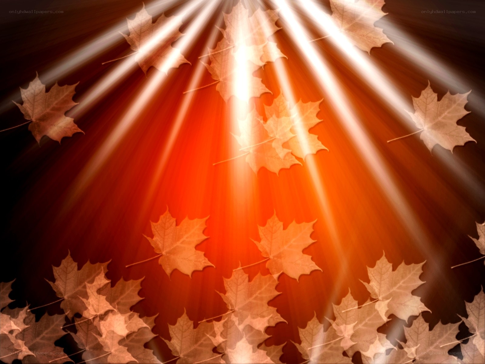 autumn leaves with sun rays