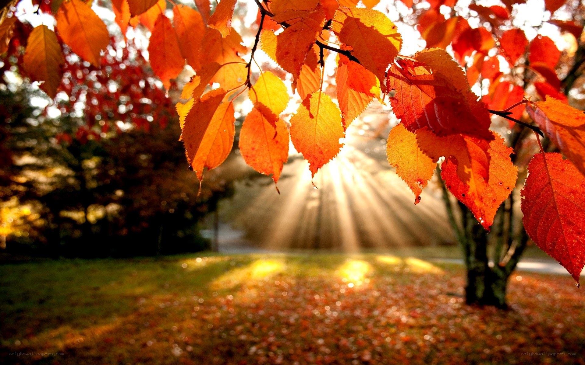 Autumn leaves with sunbeams