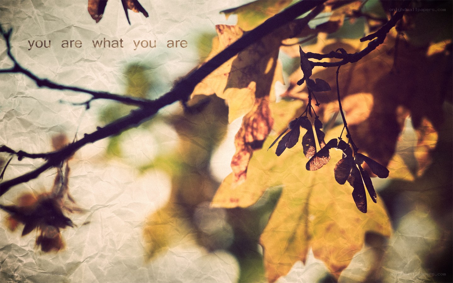 autumn leaves with text