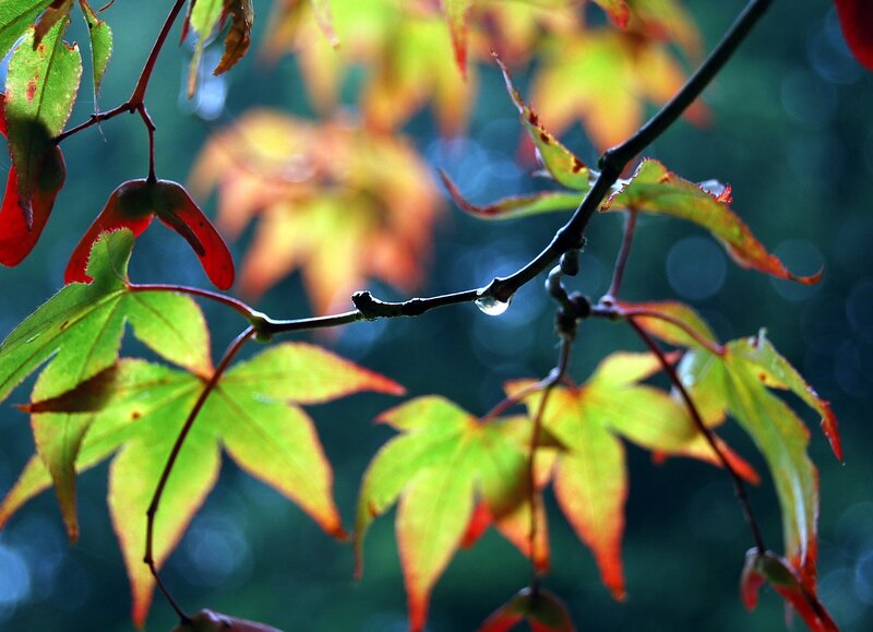Autumn leaves with water droplet