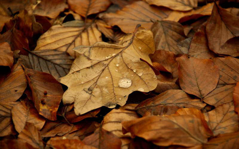 Autumn leaves with water droplets