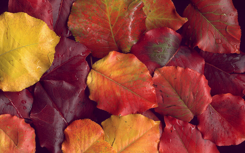 autumn leaves with water droplets