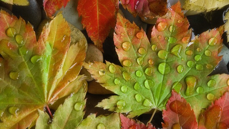 autumn leaves with water droplets