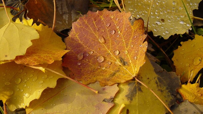 autumn leaves with water droplets