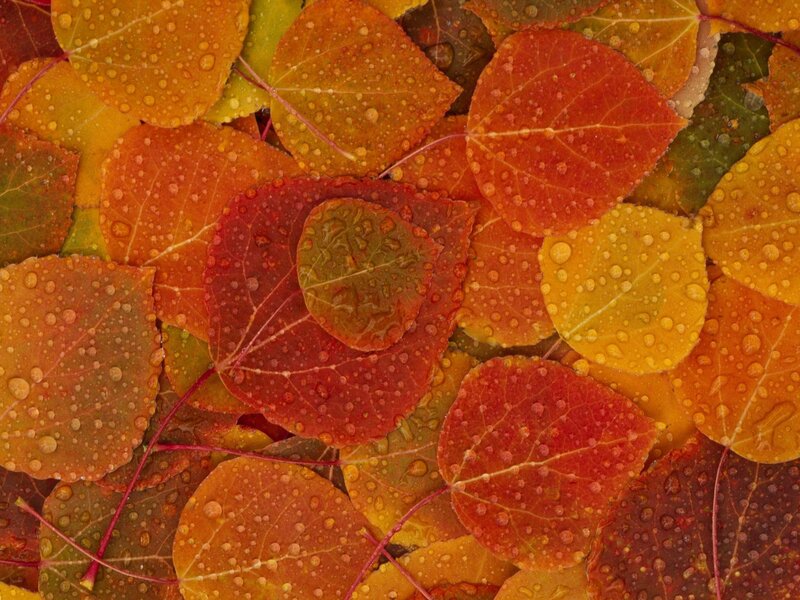 Autumn leaves with water droplets