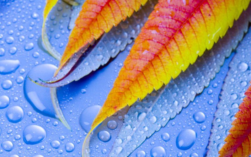 Autumn leaves with water droplets