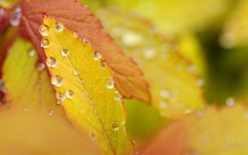 Autumn leaves with water droplets