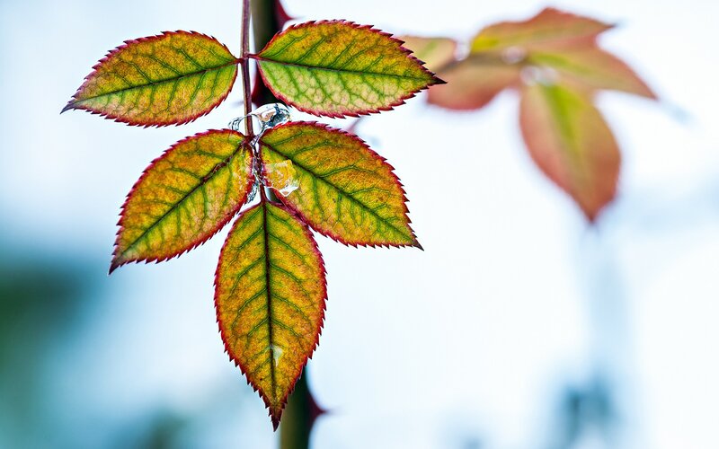 autumn leaves with water droplets