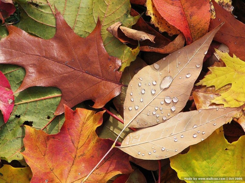 Autumn Leaves with Water Droplets — Brown, Calm, Photograph