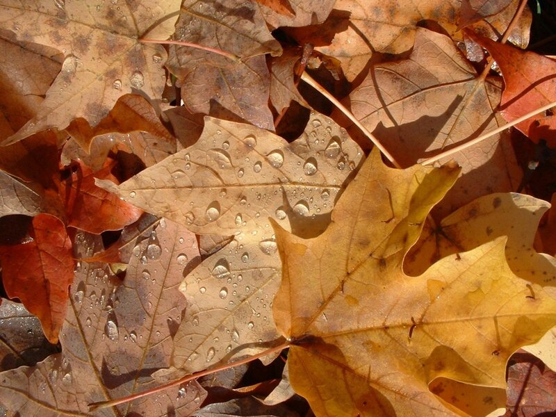 Autumn Leaves with Water Droplets — Brown, Calm