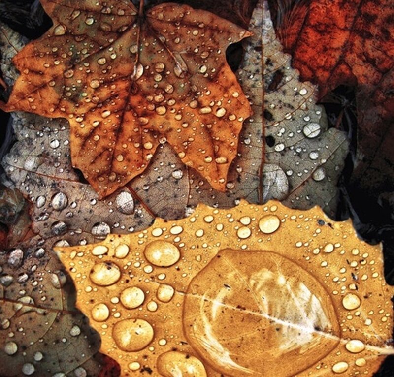Autumn Leaves with Water Droplets — Brown