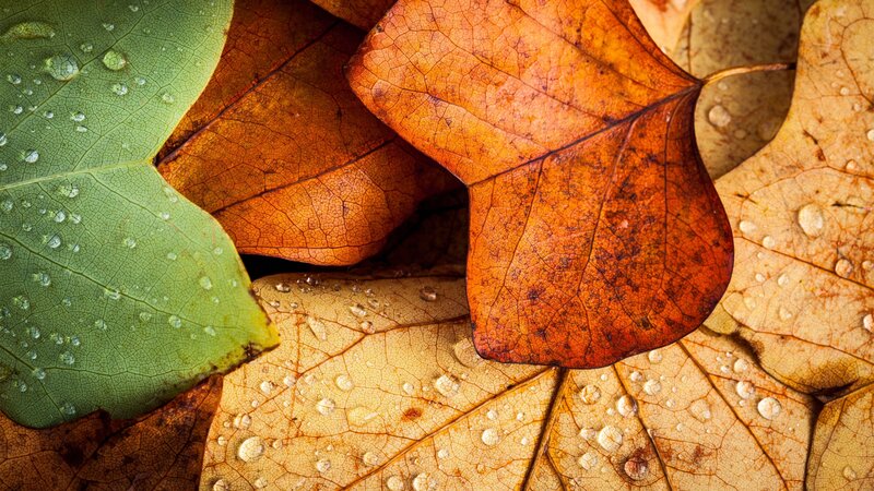 Autumn Leaves with Water Droplets — Green, Calm