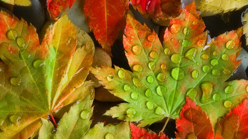 Autumn Leaves with Water Droplets — Green