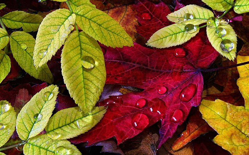 Autumn Leaves with Water Droplets — Red, Calm, Photograph