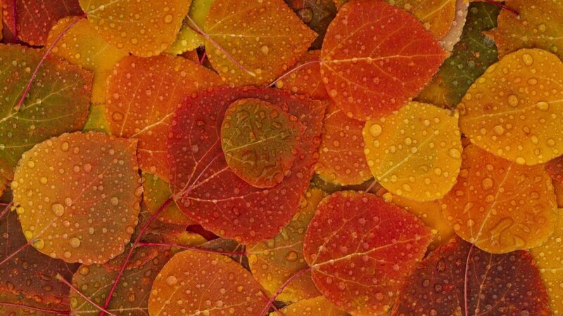 Autumn Leaves with Water Droplets — Red, Calm, Photograph, Water Droplets, Leaf Veins