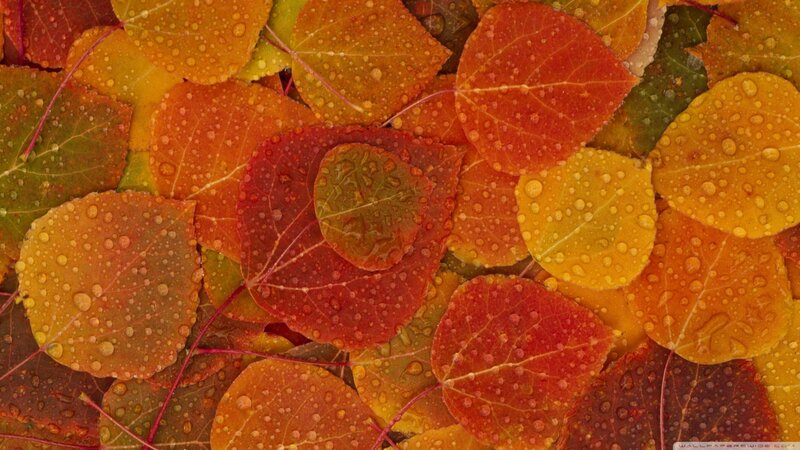 Autumn Leaves with Water Droplets — Red, Calm