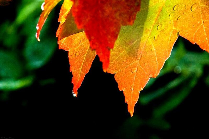 Autumn Leaves with Water Droplets — Red, Serene