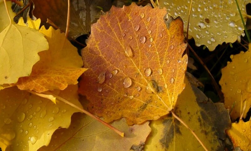 Autumn Leaves with Water Droplets — Yellow