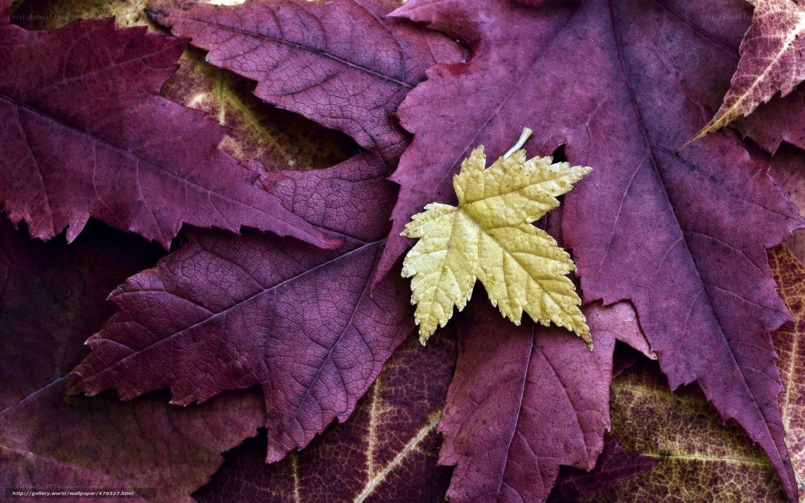 Autumn leaves with yellow leaf