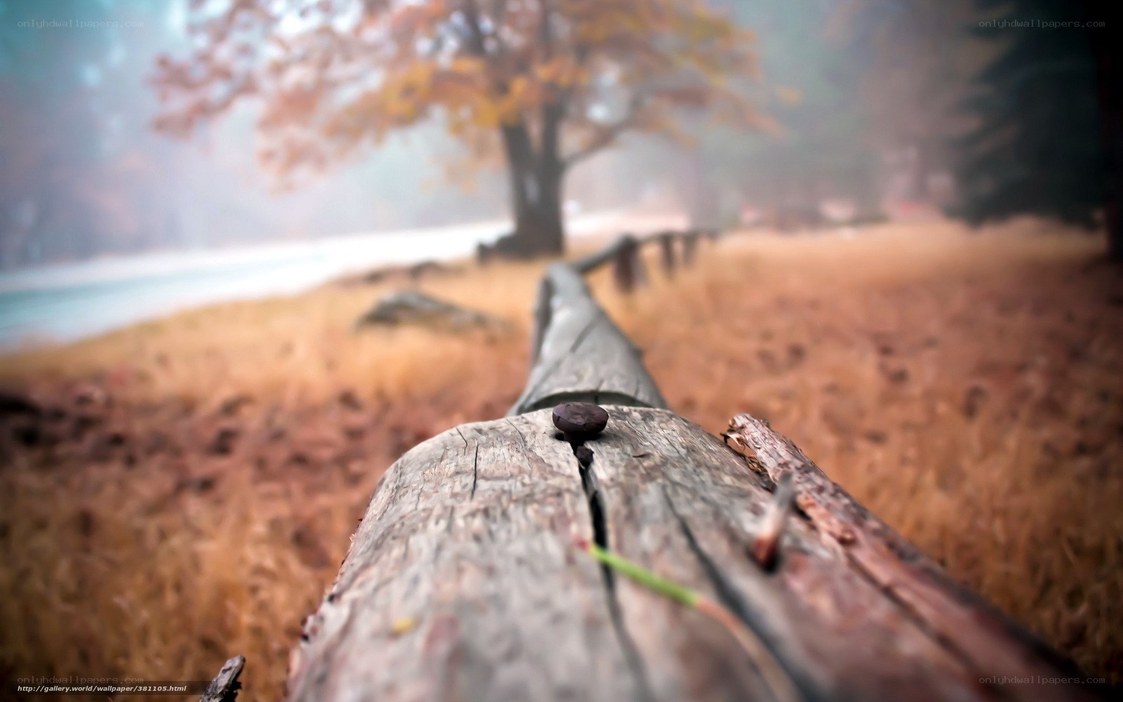 Autumn log in foggy forest