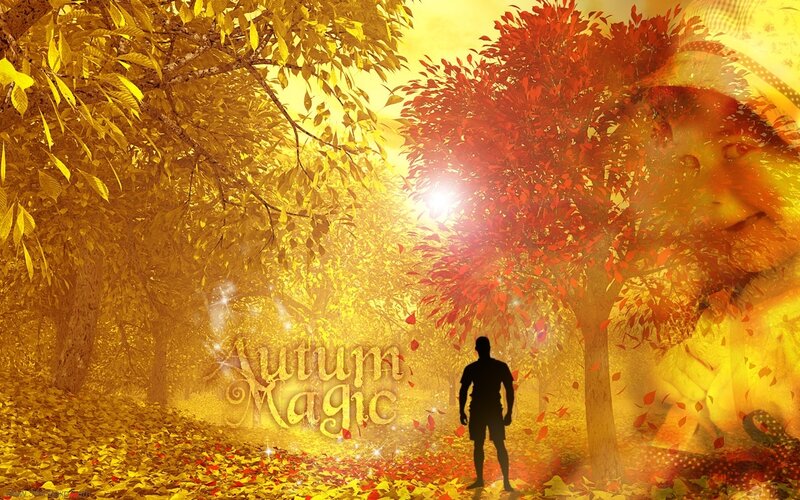 Autumn magic forest