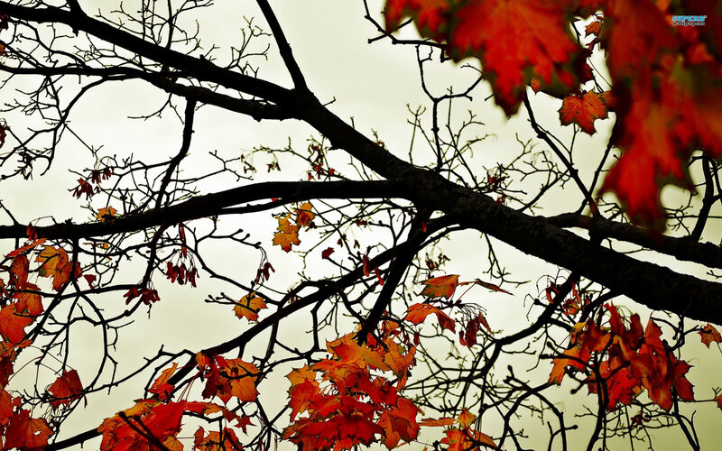 Autumn Maple Branches