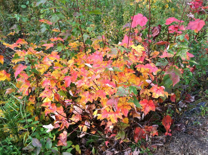 Autumn Maple Bush
