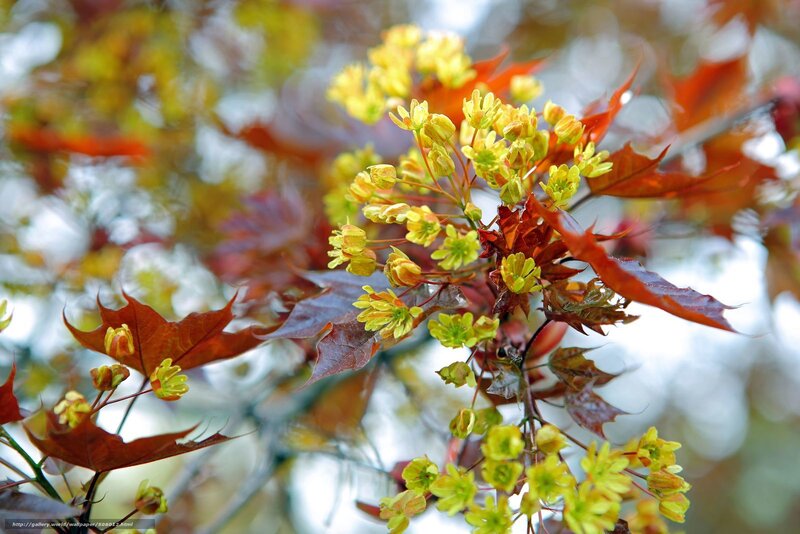 Autumn maple flowers