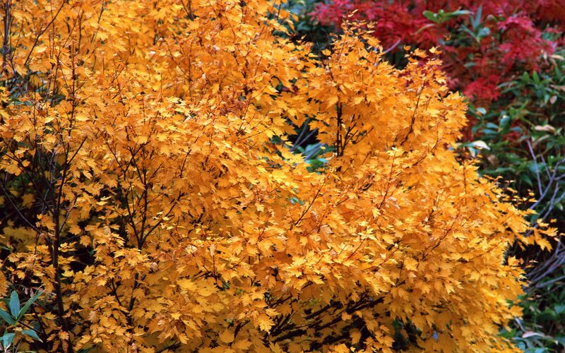 Autumn maple foliage