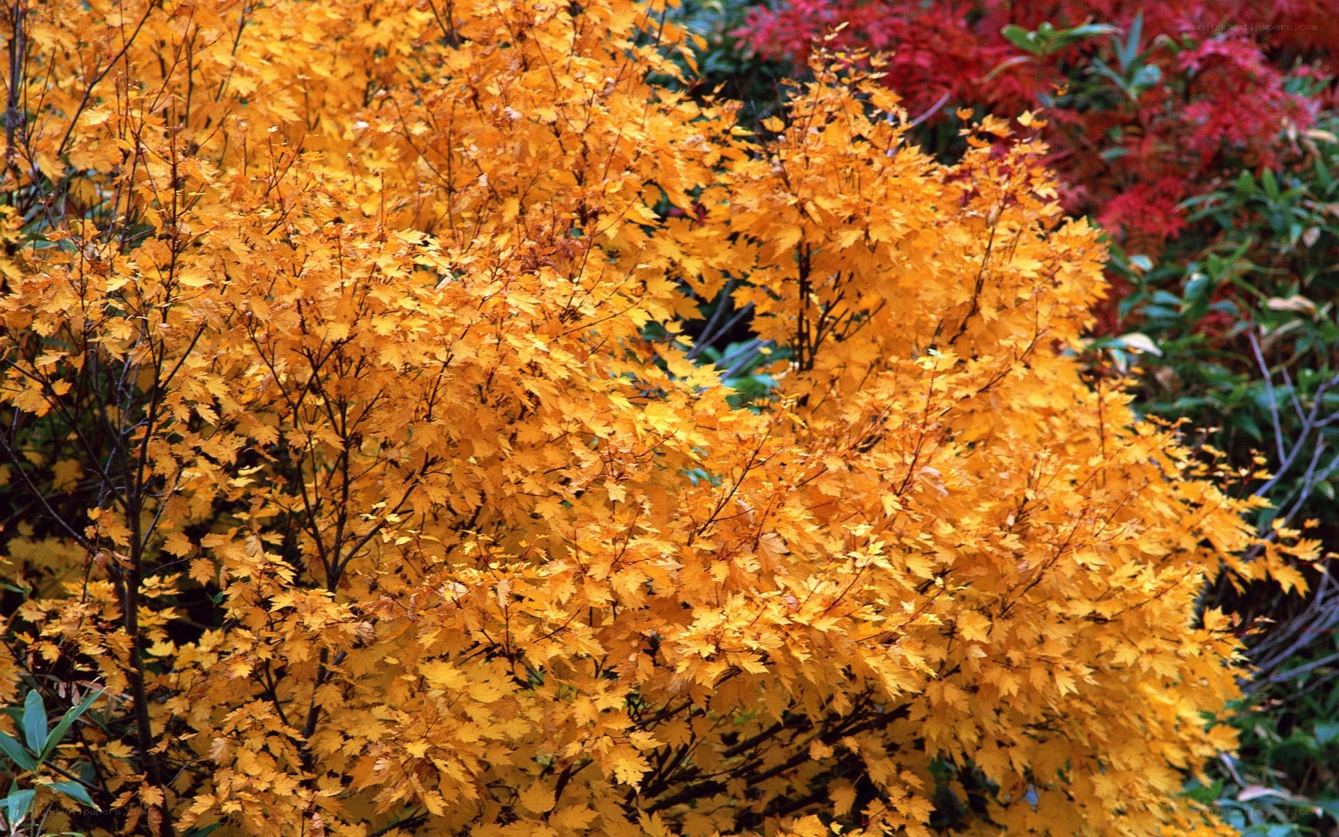 Autumn maple foliage