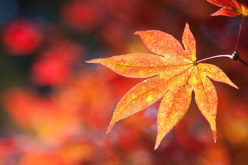 Autumn maple leaf
